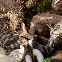 Cuddling with tortoises